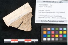 Foto (Objekt + Etikett) von Sequoia couttsiae Heer (NHMW-GEO-2024-0188-8255)